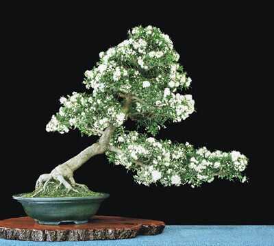Trang trí sân vườn nhà đẹp chiếm hữu cây bonsai mini