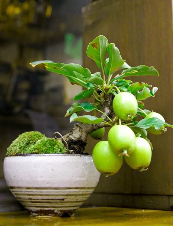 Trang trí sân vườn nhà đẹp chiếm hữu cây bonsai mini