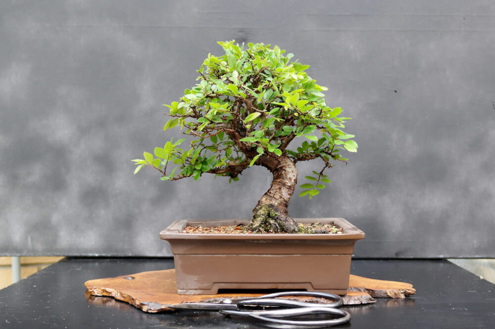 trang tri san vuon nha dep chiem huu cay bonsai mini