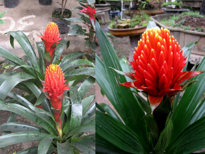 Cây Phong Lộc Hoa thuộc họ nhà dứa có tên khoa học là Bromeliad. Loại cây này có hoa ở chính giữa với hai màu chủ đạo là màu đỏ hoặc màu vàng.