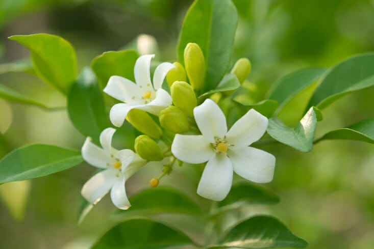 Cây nguyệt quế Việt Nam với hoa trắng ngã vàng, lá cây xanh hơn