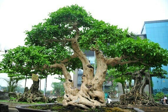 Cây nguyệt quế lá lớn được trồng làm cây bonsai lớn