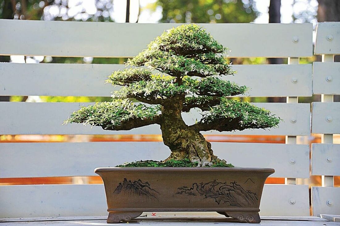 Cây nguyệt quế bonsai lá nhỏ mang lại giá trị kinh tế cao.