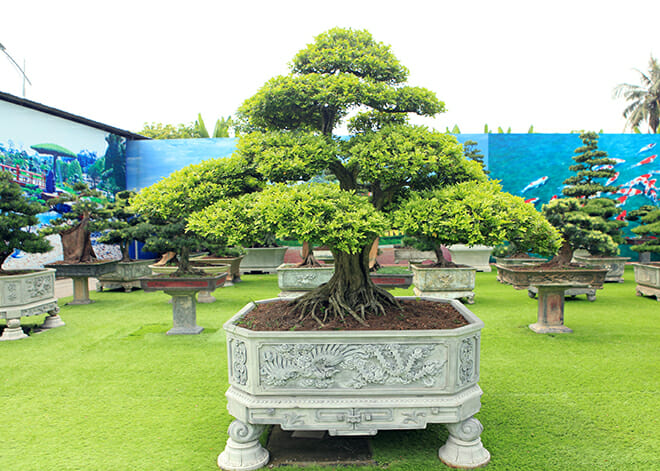 Cây nguyệt quế bonsai lá nhỏ của đại gia Thái Nguyên.