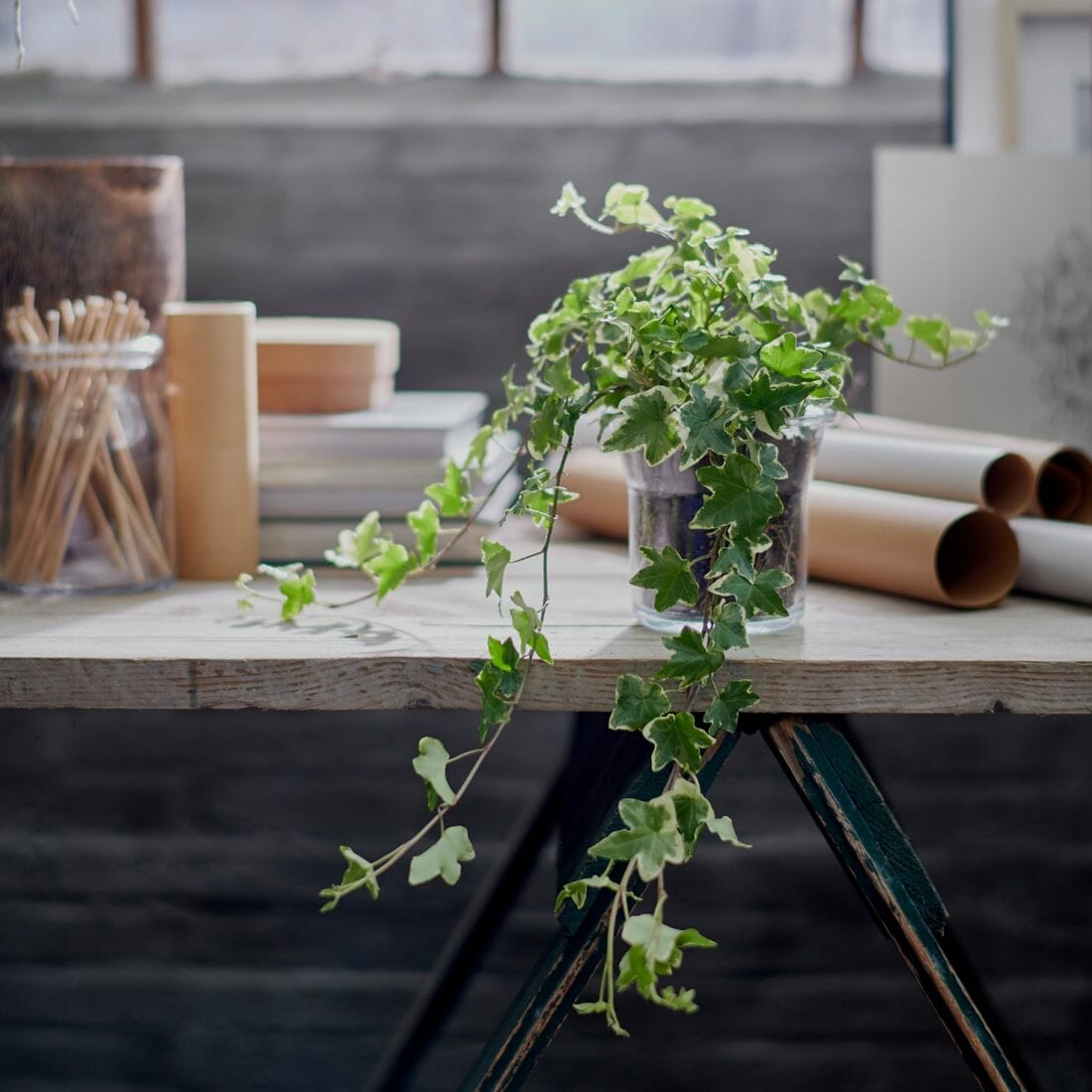 Đặt một chậu cây trên bàn làm việc để thanh lọc không khí, mang lại không gian xanh và tạo cảm hứng làm việc cho gia chủ.