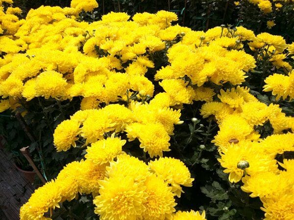 Mua 6 loại hoa này cúng vía Thần Tài, sang năm lộc nở rộ hơn mua vàng - 3