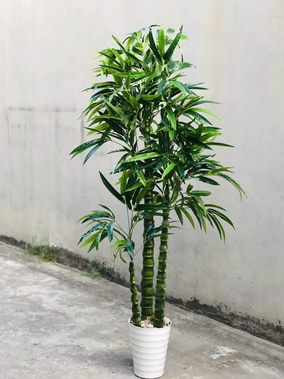 Cận cảnh các tầng lá của cây Trúc Quan Âm xếp chồng lên nhau, thể hiện sự sum suê và sức sống.