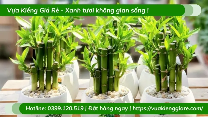 Chăm sóc Trúc Phú Quý để bàn giúp thu hút năng lượng tích cực