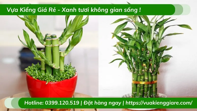 Chậu Trúc Phú Quý để bàn xanh tốt mang ý nghĩa phong thủy