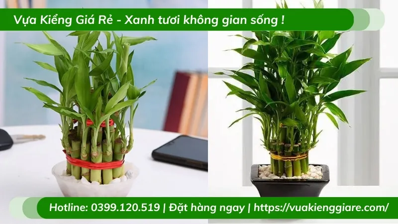 Cận cảnh thân và lá cây Trúc Phú Quý thể hiện sức sống trong phong thủy
