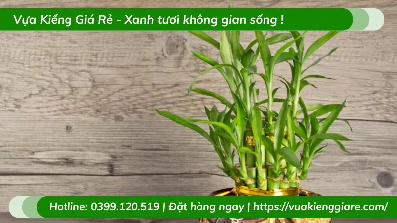Hoa Trúc Phú Quý nở rộ - biểu tượng may mắn và tài lộc trong phong thủy
