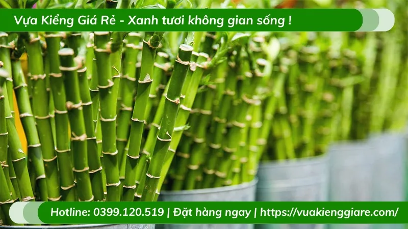 Trúc Phú Quý 3 cành biểu trưng cho hạnh phúc và sự viên mãn theo phong thủy