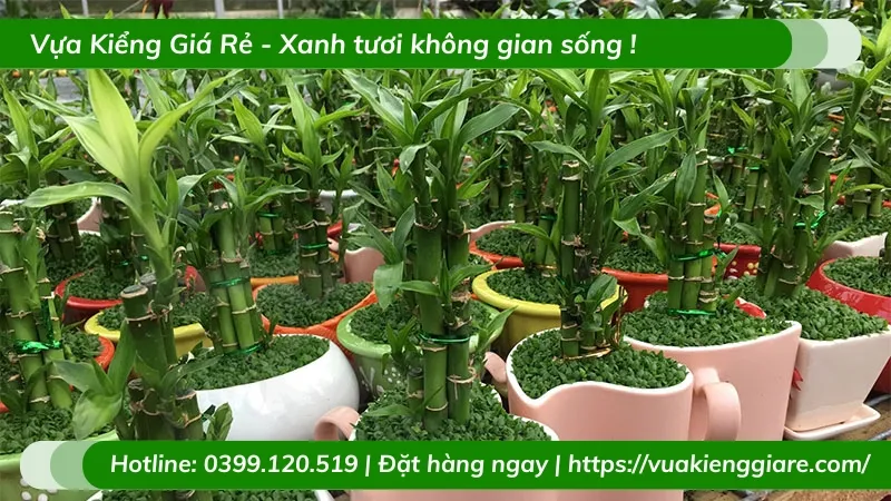Chậu Trúc Phú Quý hợp mệnh gia chủ mang lại vượng khí