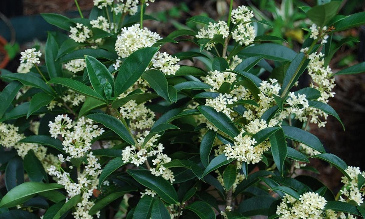 5 loại cây nên trồng trong nhà vào ngày vía Thần Tài - Hinh 2