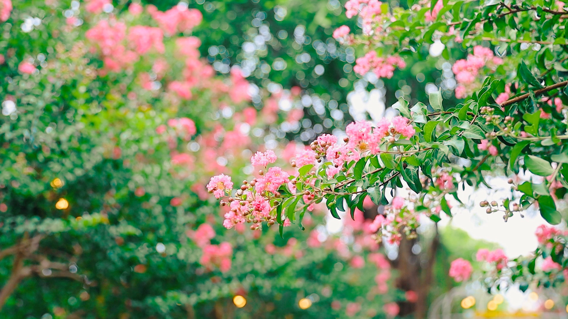 5 loại cây nên trồng trong nhà vào ngày vía Thần Tài - Hinh 3