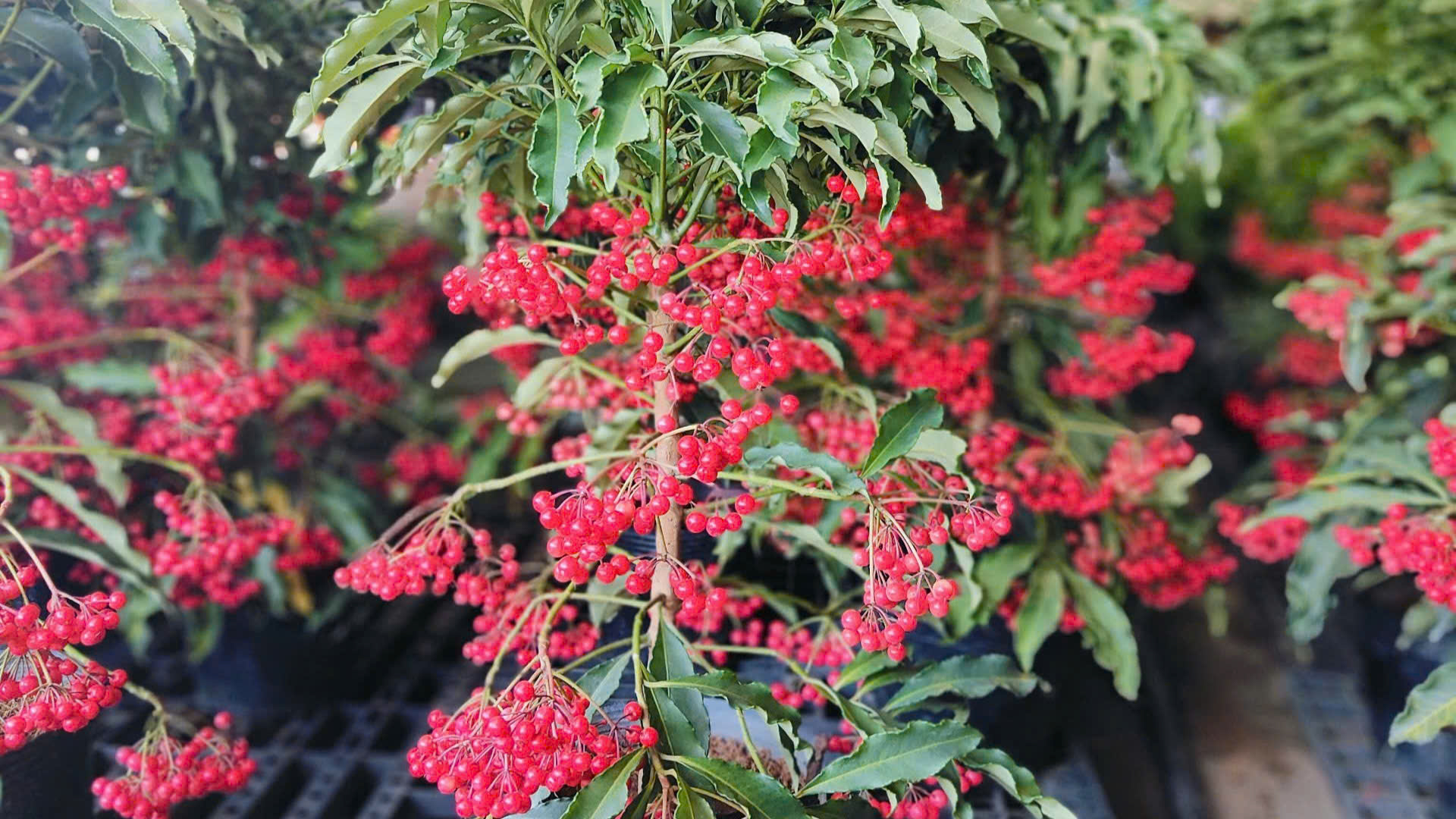 5 loại cây nên trồng trong nhà vào ngày vía Thần Tài - Hinh 4