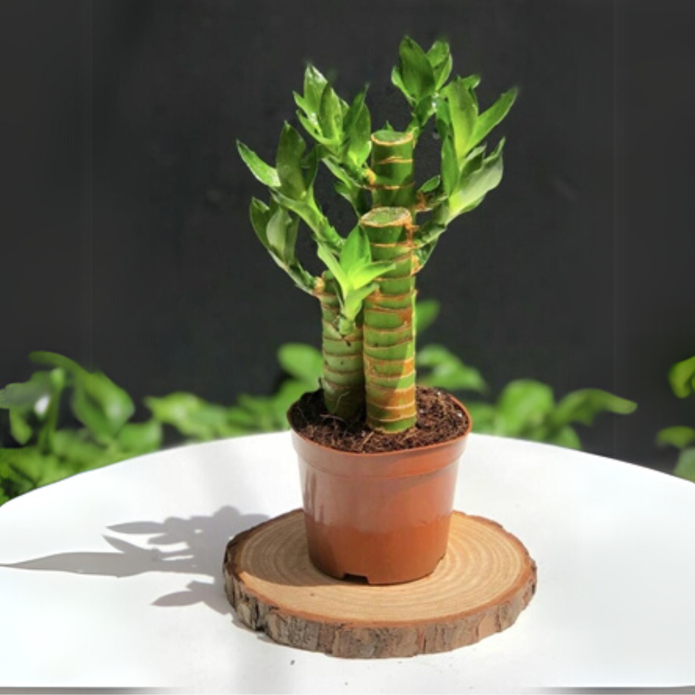 5 loại cây nên trồng trong nhà vào ngày vía Thần Tài - Hinh 5